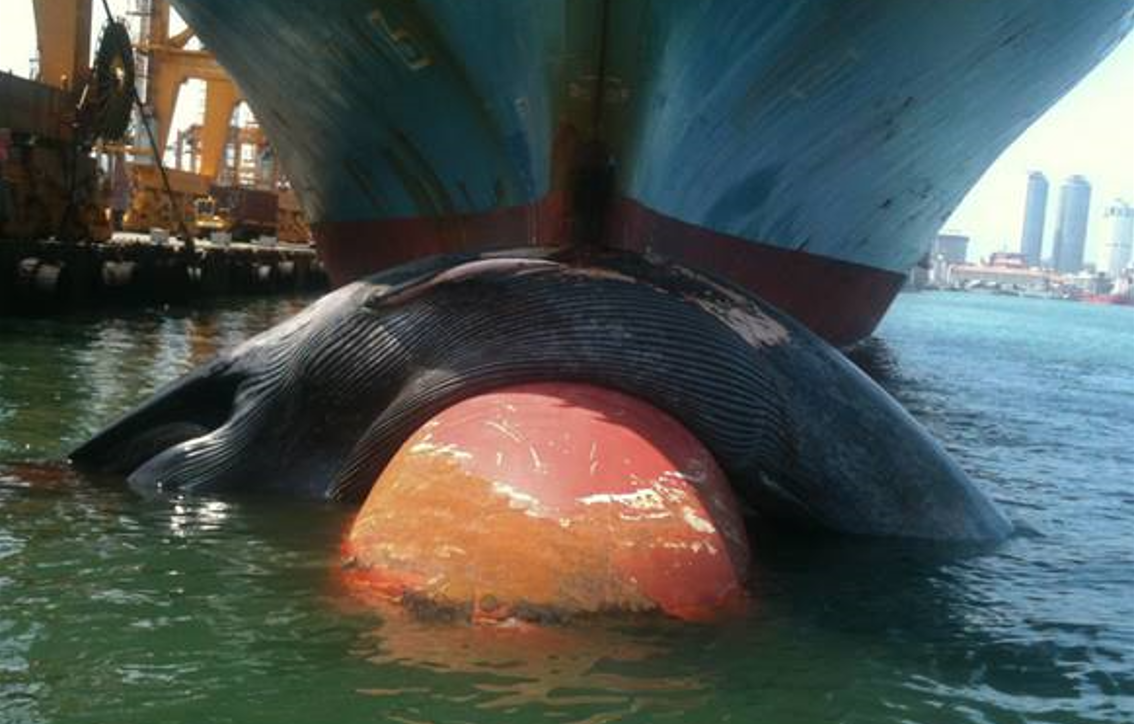 Una ballena azul muerta envuelta en la proa de un buque portacontenedores en Colombo, Sri Lanka. / Sopaka Karunasundara