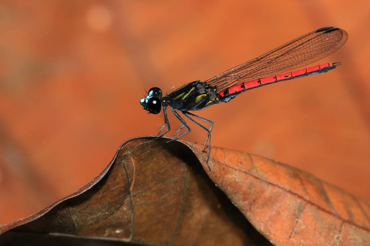 Odonata Chlorocypha cyanifrons macho. / Jens Kipping